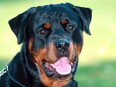 Dillon, Rottweiler